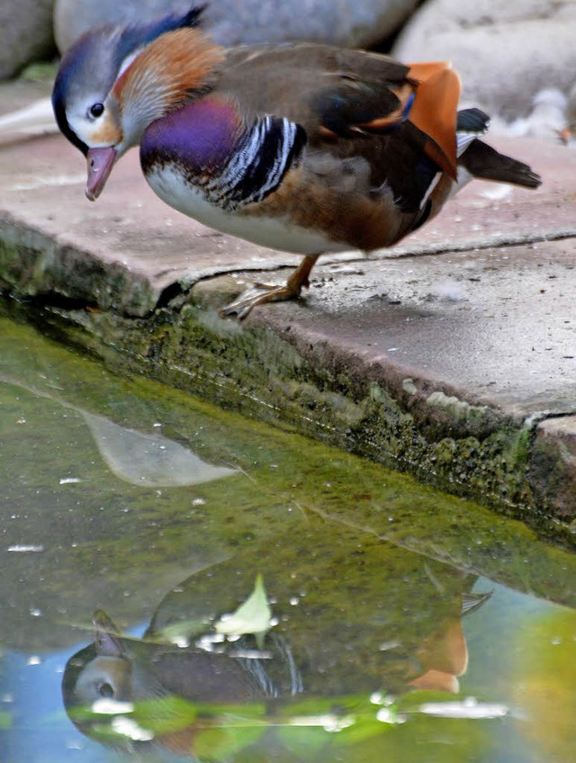 Spieglein, Spieglein: Eine Ente im Rosenfelspark   | Foto: Barbara Ruda