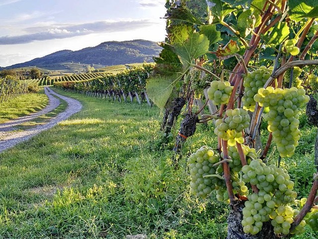 Derweil ernten die Weinerzeuger aus de...it mit den vorangegangenen Jahrgngen.  | Foto: Martin Wendel