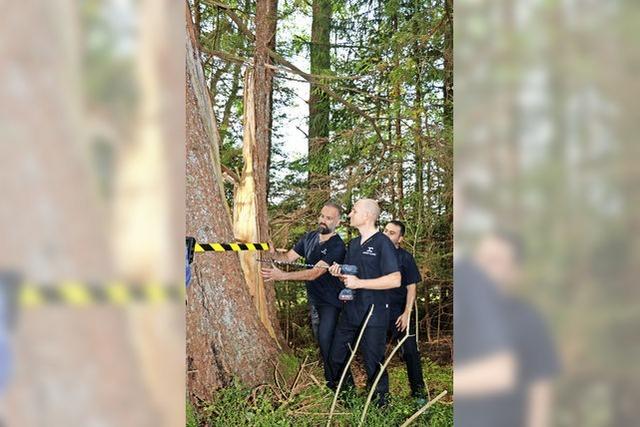 Warum in Bonndorf ein Baum gesprengt wurde