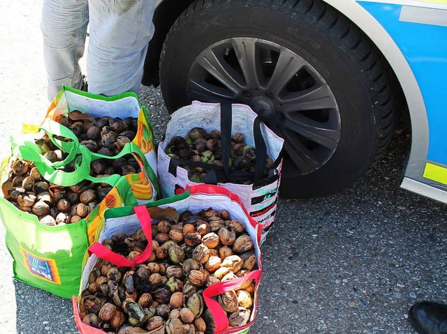 Die Polizei stellte 40 Kilogramm Waln...ntag bei Binzen schon gesammelt hatte.  | Foto: Polizei