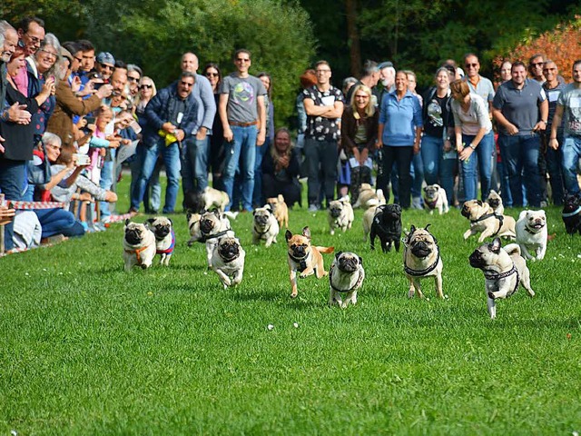 Groes Finale: Beim Massenstart  werde... vielmehr um die Gaudi und die Optik.   | Foto: Lauber