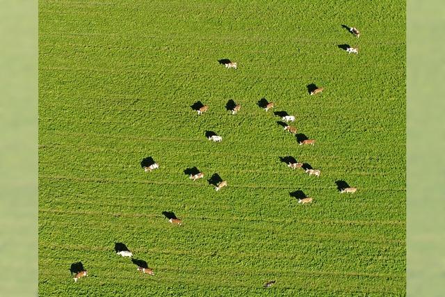 Kühe aus der Vogelperspektive in Löffingen