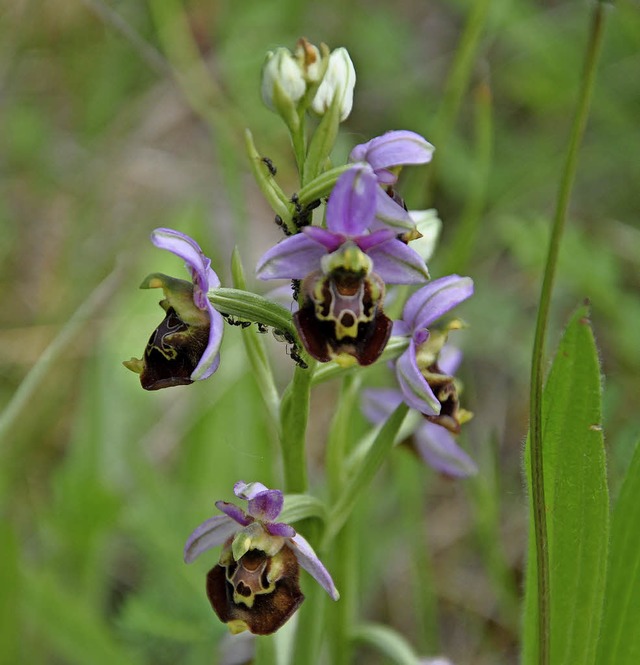 Schtzenswerte Biotope wie die Orchide...lder weisen auf sensible Bereiche hin.  | Foto: Jutta Schtz