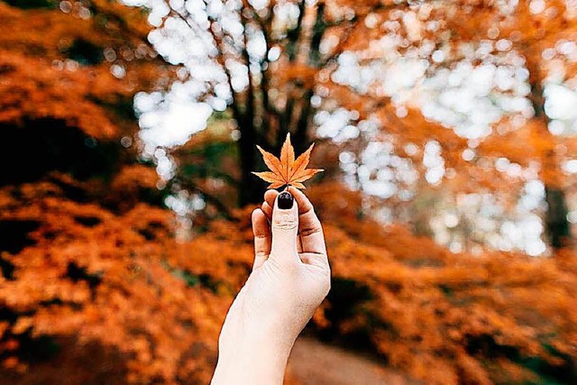 Hallo, Herbst!  | Foto: Erico Marcelino (Unsplash.com)