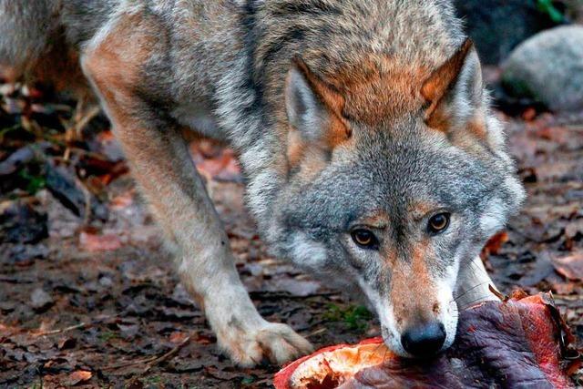 Wölfe dürfen in Niedersachsen künftig abgeschossen werden – in Ausnahmefällen