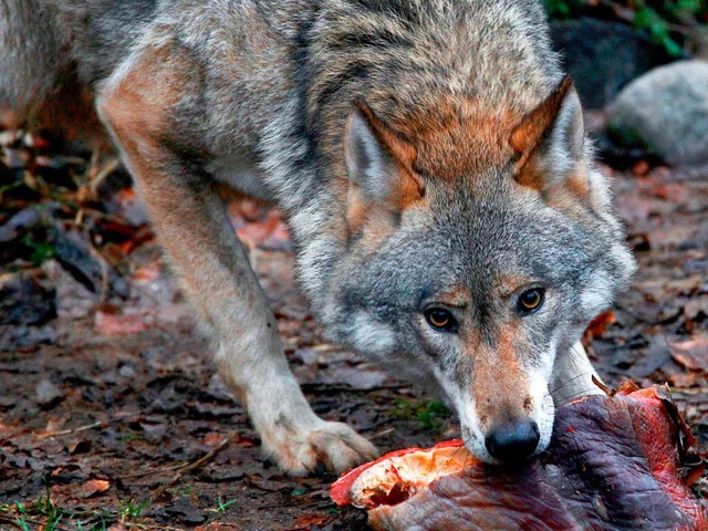 Keine Gefahr und nicht in Gefahr: Dieses Foto zeigt einen Wolf im Wildgehege   | Foto: dpa