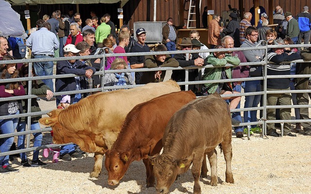 Das im Ring vorgefhrte Vieh wird von den Interessenten  begutachtet   | Foto: E. Steinfelder