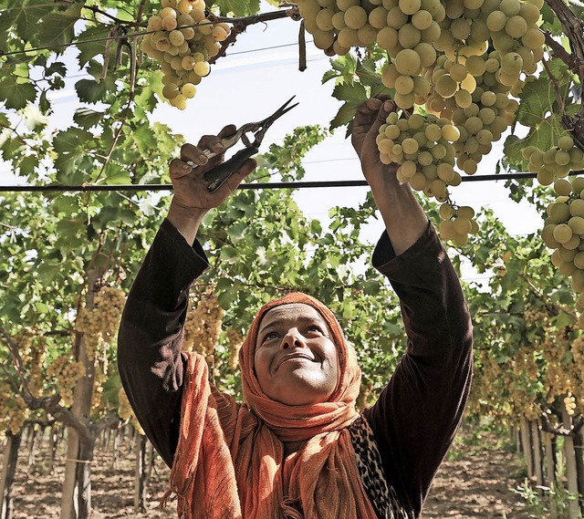 Tunesiens Rebflchen sind so gro wie ...rauben in der Weinregion um Grombalia.  | Foto: Katharina Eglau