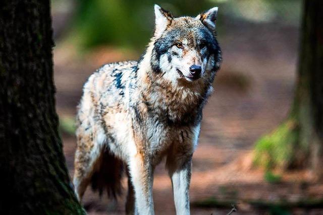 Wlfe brechen in Bayern aus Gehege aus