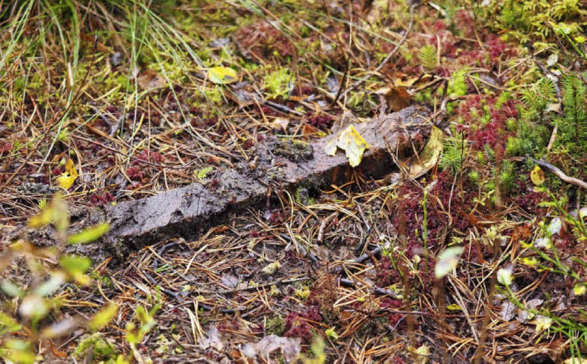 Sperre Nummer sieben &#8211; daneben i...oor typisches rotes Torfmoos zu sehen.  | Foto: Susanne Gilg