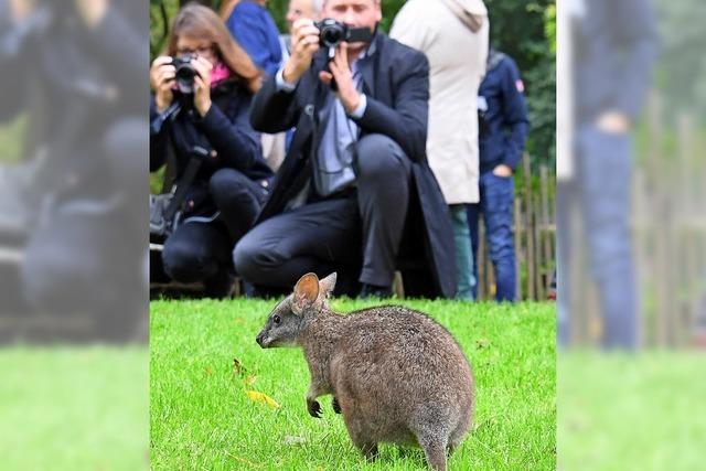 Begegnung im Zoo