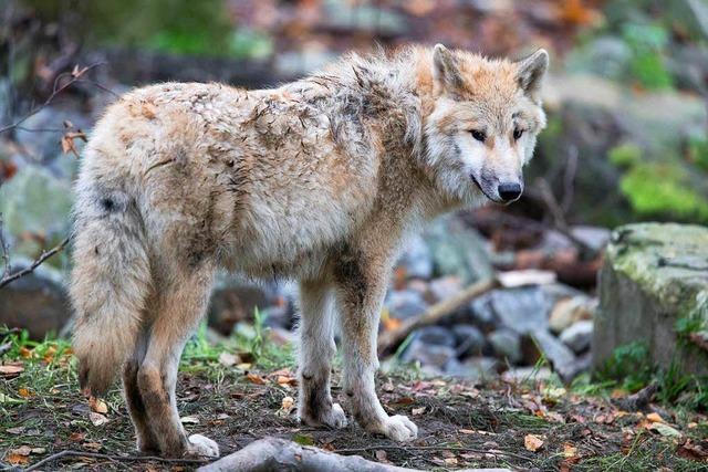 Nationalpark: Entflohener Wolf erschossen