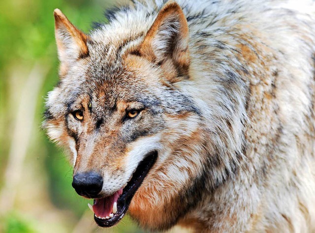 Wolf (Symbolbild)  | Foto: dpa