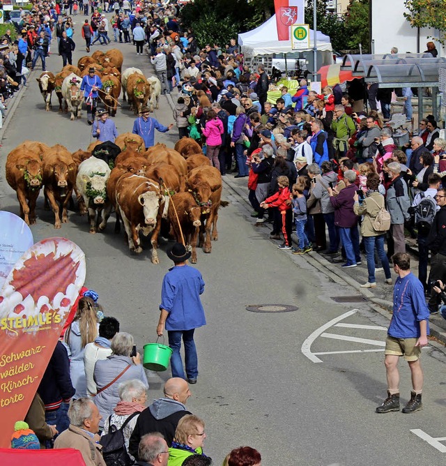 Stars mit Euter: Tausende wollten beim Almabtrieb in Oberried dabei sein.  | Foto: Erich Krieger