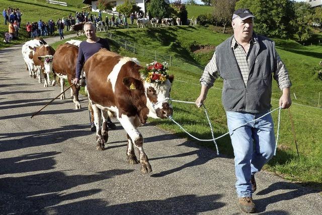 Vieh und Volksfeststimmung