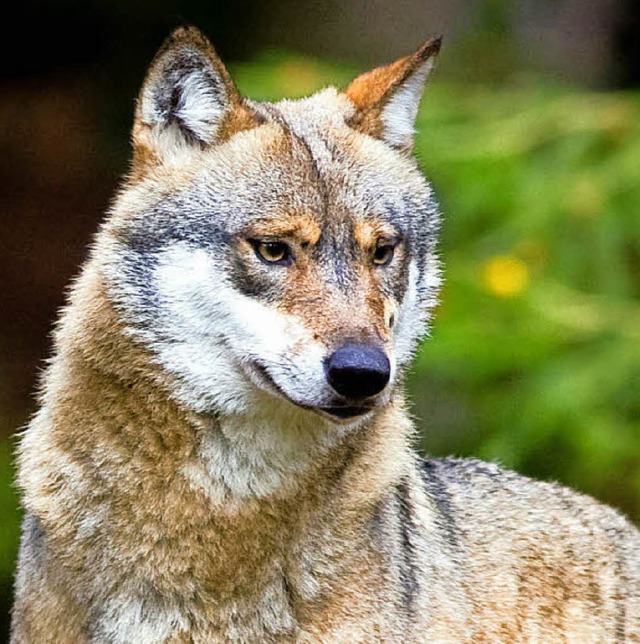 Ein Wolf aus dem Nationalpark Bayerischer Wald   | Foto: dpa