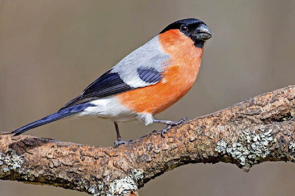 Vogelkundliche Wanderung am Feldberg Freizeittipps und Feste (TICKET