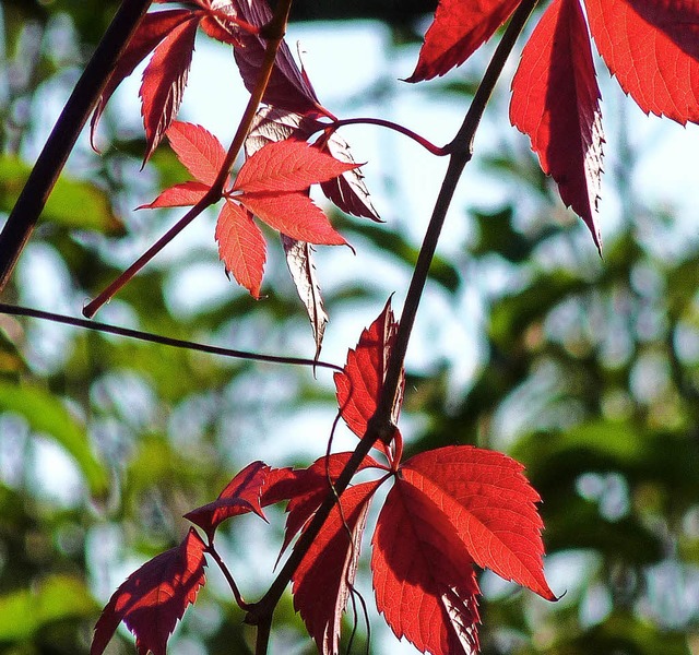 Farbenspiele im Herbst | Foto: Sattelberger Farbenspiele im Herbst | Foto: Sattelberger