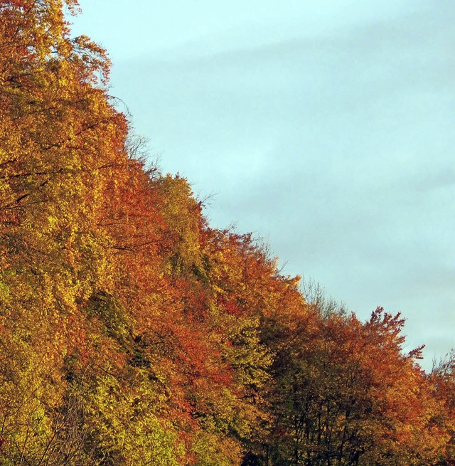 Bunte Bltter im Golden Oktober in Schwrstadt   | Foto: Helmut Kohler