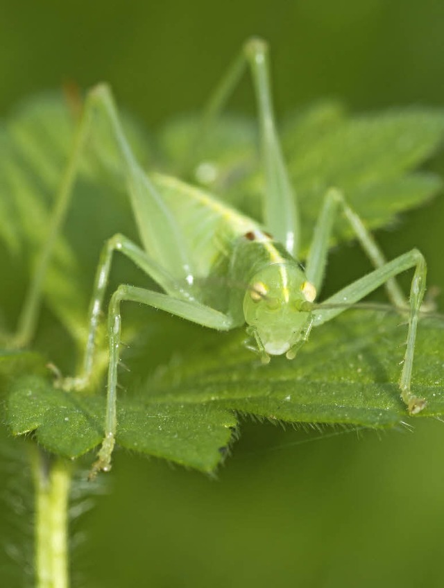 Die Sdliche Eichenschrecke ist eine n...narten fttern damit ihren Nachwuchs.   | Foto: Fotolia/Carola Vahldiek