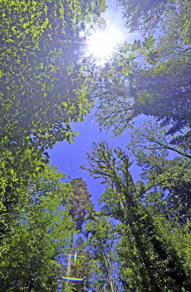 Um auf dem Holzmarkt mithalten zu knn...Forstbetriebsgemeinschaften zu klein.   | Foto: Michael Bamberger