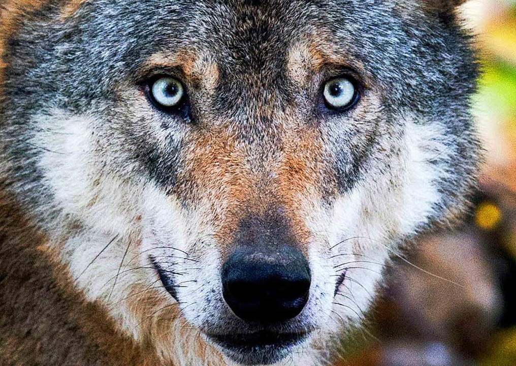 Warum lsen Wlfe oft heftige emotionale Diskussionen aus?  | Foto: dpa
