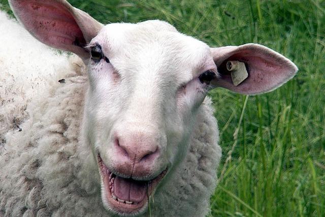 Bauantrag fr Stall vertagt: Sorge wegen blkender Schafe