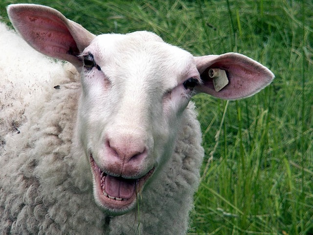 Niedlich, aber nicht der ruhigste Nachbar: ein Schaf.  | Foto: photocase.de/carlitos