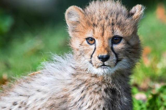 Zwei Jungtiere bei den Geparden im Basler Zoo