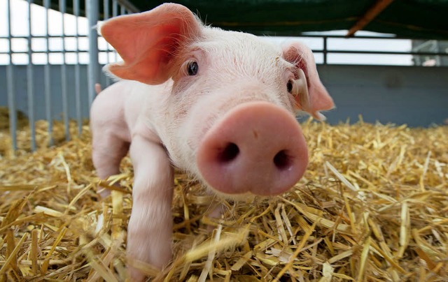 Diesem Ferkel geht es entschieden besser als den Tieren in Sandbeiendorf.  | Foto: dpa