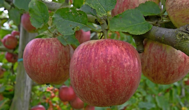 Knackfrisch: Am kommenden Sonntag dreht sich in Laufenburg alles um den Apfel .   | Foto: dpa