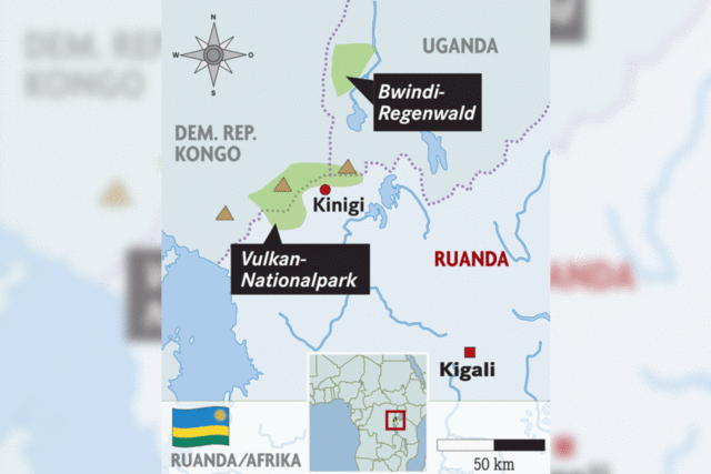 Berggorillas in Ruanda und Uganda