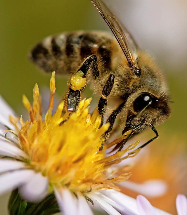 Eine Biene sammelt Pollen auf einer Blte.   | Foto: dpa