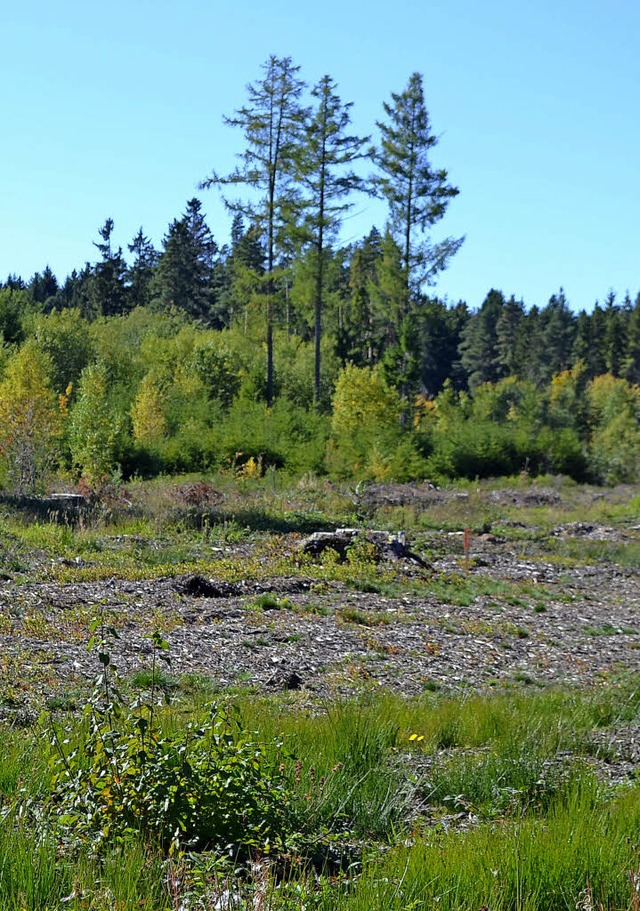 Noch  ist die gerodete Flche an der B...Tank- und Rastanlage begonnen werden.   | Foto: Schilling