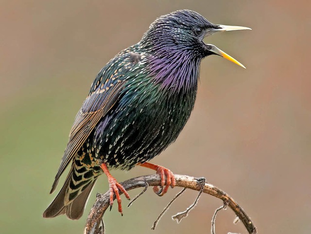 Der Naturschutzbund Deutschland  und d...n seltener werden Vogel ausgezeichnet.  | Foto: dpa
