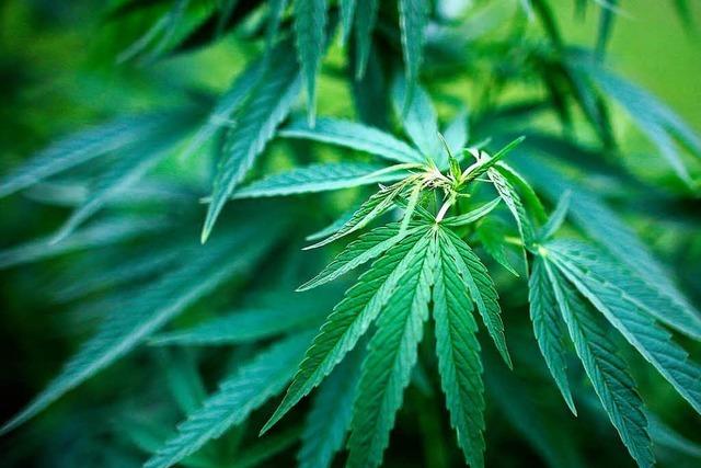 Betriebsausflug der Polizei entdeckt Cannabisplantage