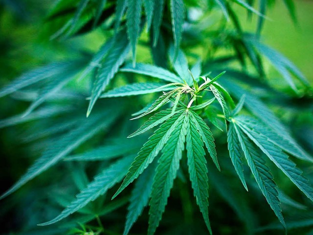 Eine Cannabisplantage auf der Terrasse...en Waldshuter zum Verhngnis geworden.  | Foto: dpa