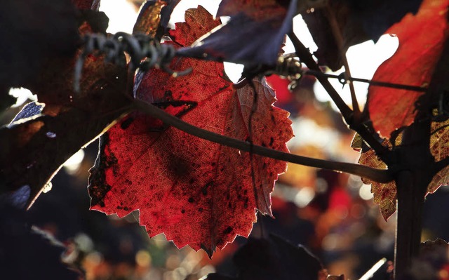 Das goldene Oktoberwetter beschert der...e hier in den Weinbergen bei Endingen.  | Foto: Martin Wendel