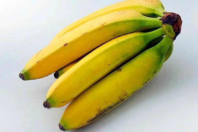 Ein Pilz ttet unsere Bananen – keine Rettung in Sicht