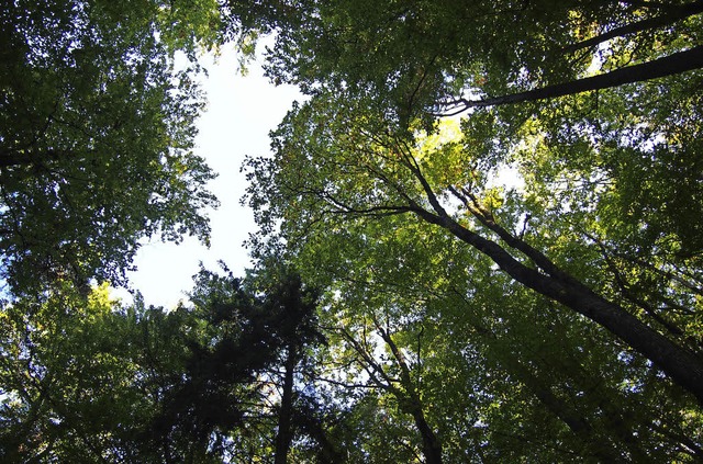 Im Hsinger Wald sollen im Jahr 2018 1390 Festmeter Holz  gefllt werden.   | Foto: poppen