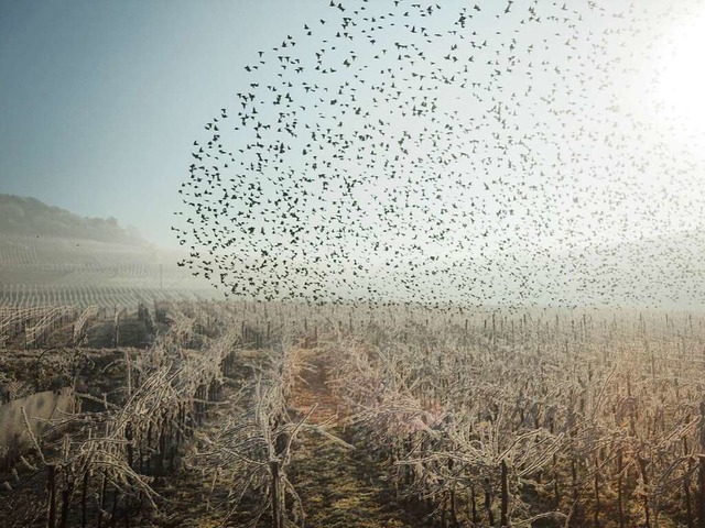 Siegerfoto in der Kategorie Land: Blic...2017 (Bad Bellingen) von Damian Wagner  | Foto: Damian Wagner