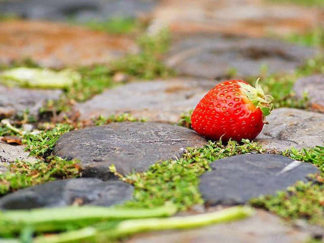 Siegerfoto in der Kategorie &#8222;Foo...nen Vater auf die Erdbeere aufmerksam.  | Foto: Attila Fnyes