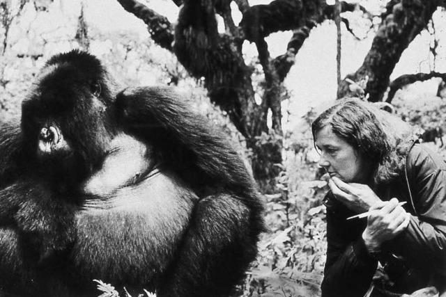 Vor 50 Jahren begann Fosseys Forschung über die Berggorillas