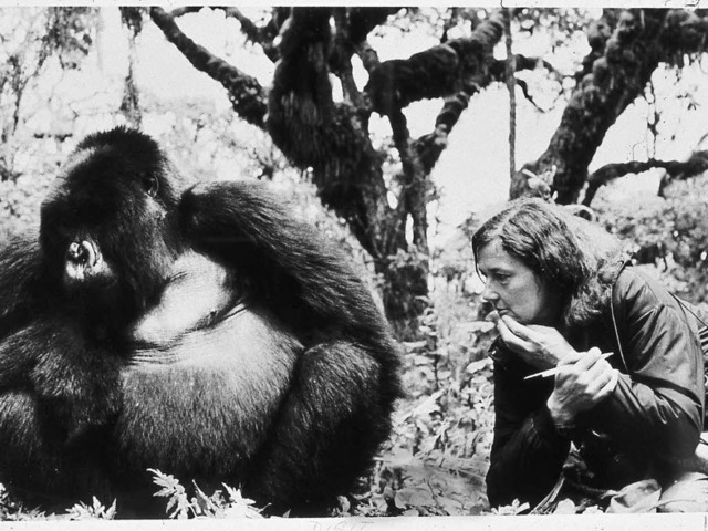 Ein Leben fr die Tiere: Dian Fossey mit einem Berggorilla  | Foto: dpa