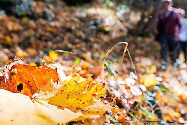 Fotos: Goldener Herbst macht feine Laune