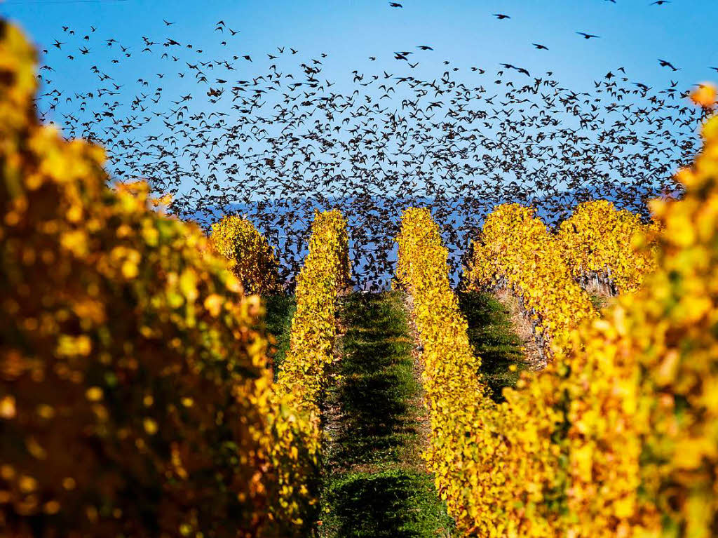 Ein Schwarm Stare fliegt in Allaman (Schweiz) ber die Weinberge am Genfer See.