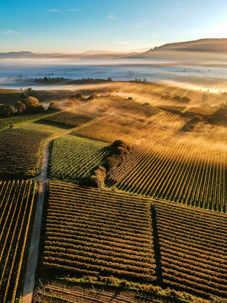 So prsentieren sich die herbstlichen Weinreben dem Betrachter aus der Vogelperspektive.