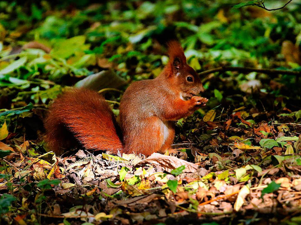 Vor dem Winterschlaf ist Essenszeit. Ein Eichhrnchen nutzt die nussige Vielfalt auf dem Boden des Dortmunder Rombergpark.