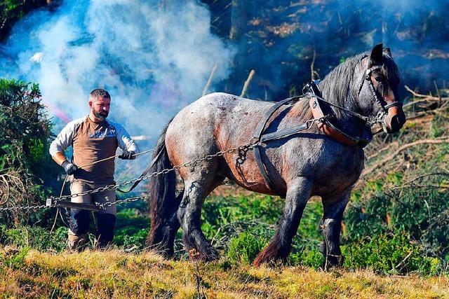 Fotos: Landschaftspflegetag des Schwarzwaldvereins am Baldenweger Buck