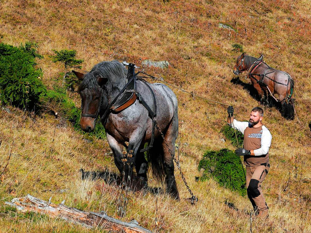 Der Abtransport der groen Stmme erfolgte flchenschonend durch zwei Ardenner Rckepferde von Jrgen Duddek aus March.